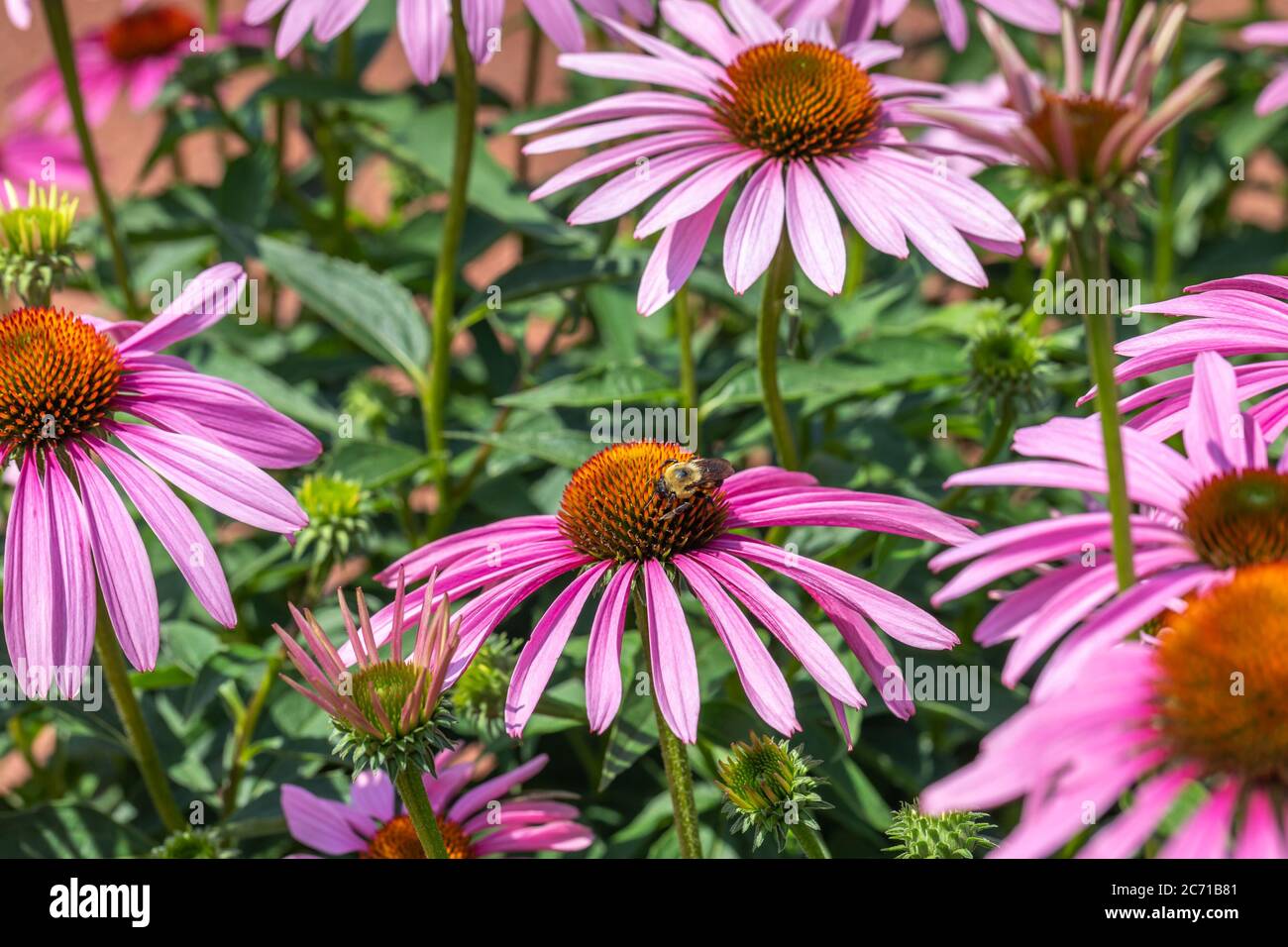 Ape impollinante echinacea viola, o fiore cono, in giardino circondato da altri fiori cono e boccioli in fuoco selettivo Foto Stock
