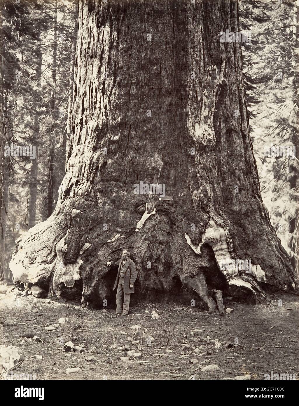 Sezione del Gigante Grizzly, circonferenza 101 piedi, 1865-66, stampata ca. 1876. Foto Stock