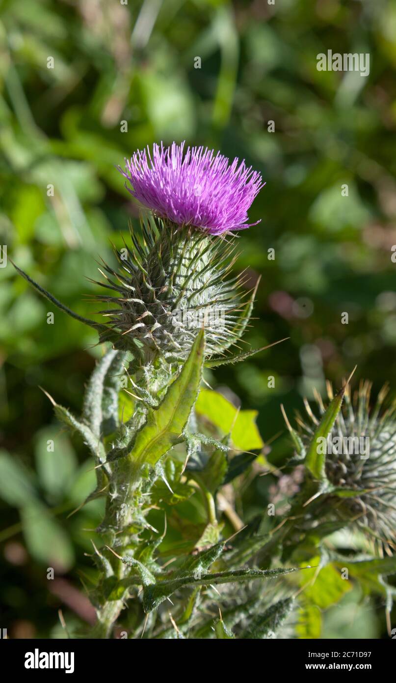 Cirsium vulgare, il tistello di lancia fiorito viola, fiore nazionale della Scozia Foto Stock