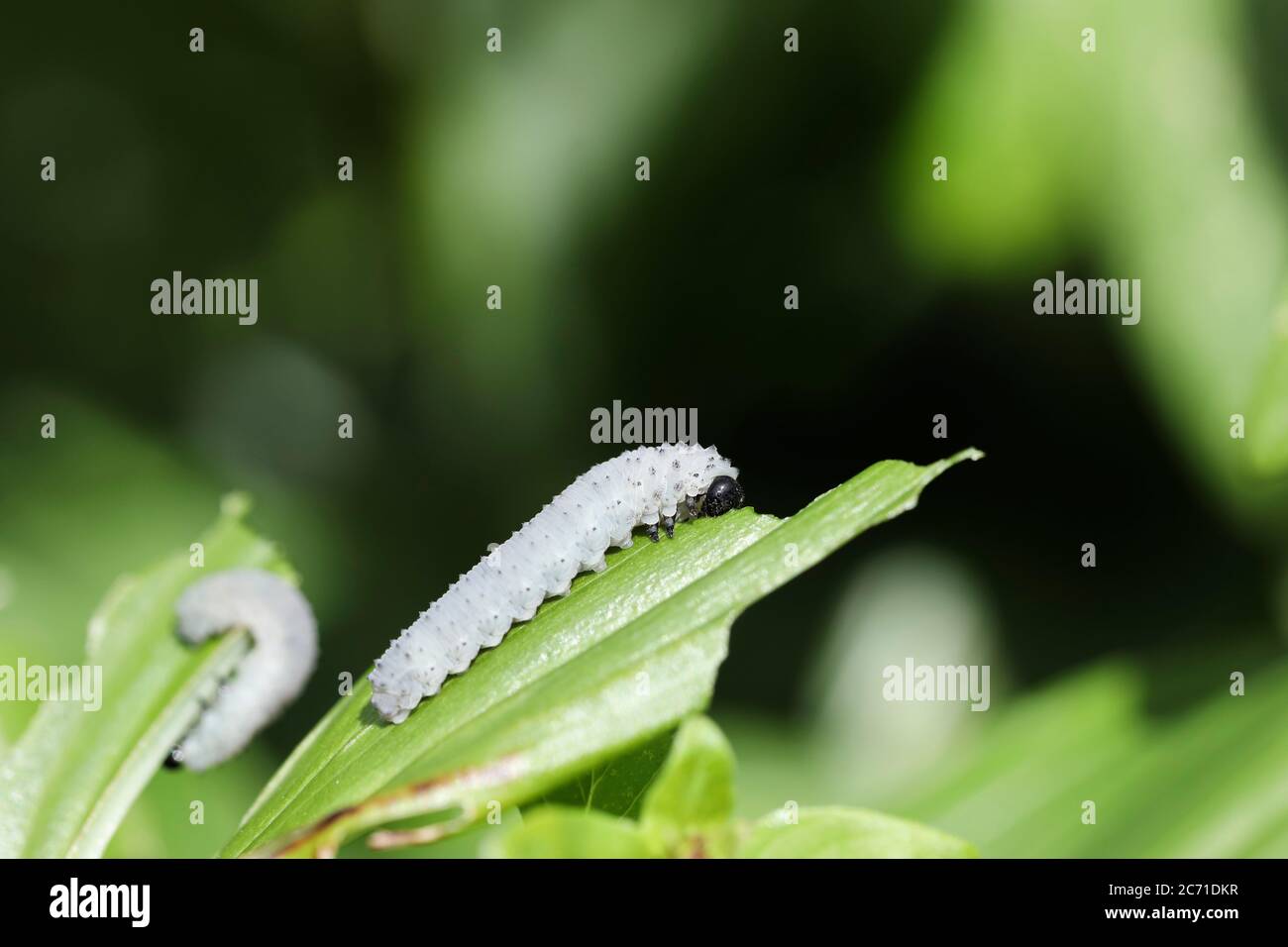 Solomon's Seal Sawfly larve phymatocera aterrima che si nuoce alle foglie della fabbrica di Solomon's Seal, Regno Unito Foto Stock