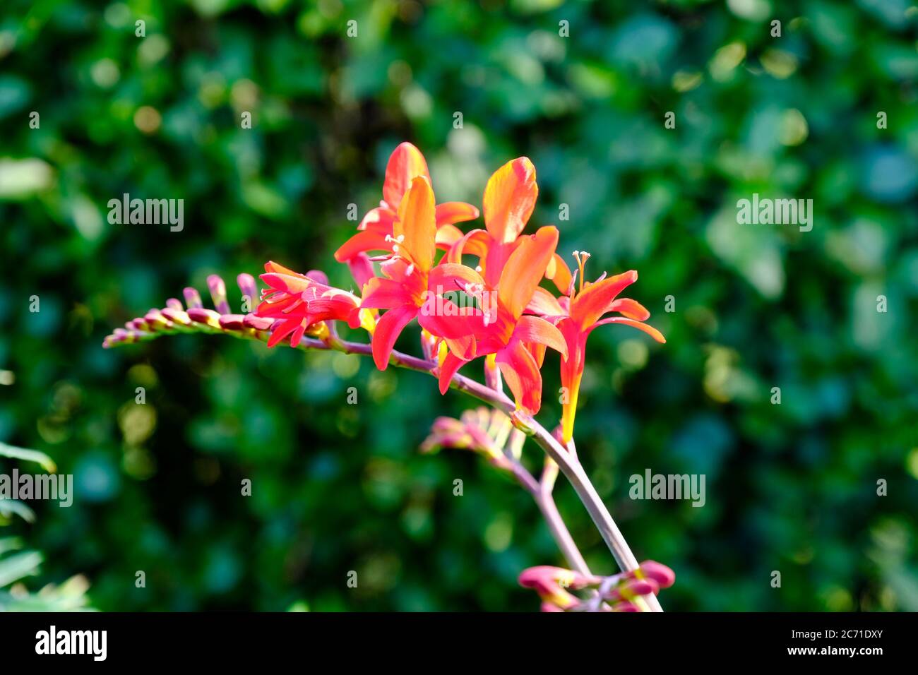 Crocosmia, Perenne, Corms, Flower, Red, Cheshire, Inghilterra, Estate, Autunno, caduta, arco Spike, Curtonus, Crocoschiiflora, bellezza, impensivo Foto Stock
