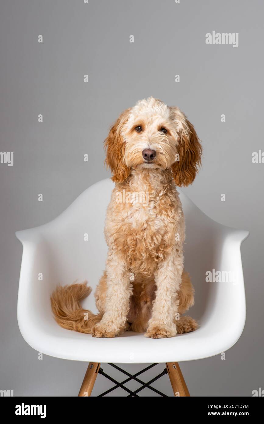 Cockapoo cane seduto su sedia bianca stile Eames con fondo grigio chiaro Foto Stock