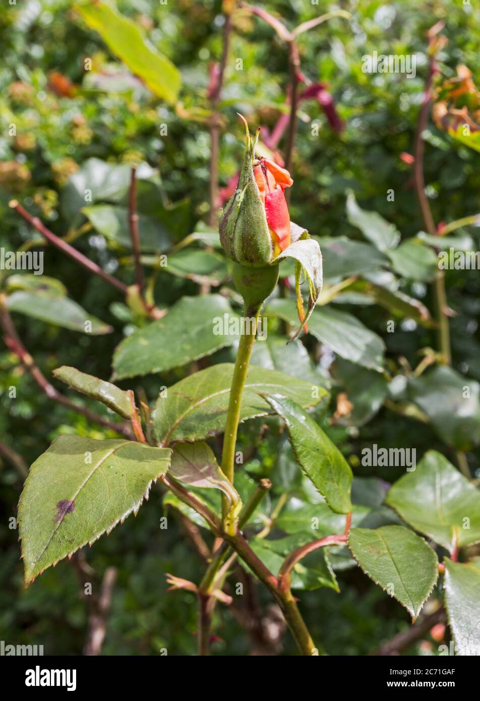 Una rosa fiorente che mostra segni di macchia nera, fungo Marssonia. Foto Stock