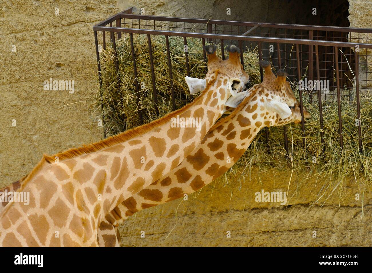 Giraffe al momento di alimentazione Foto Stock