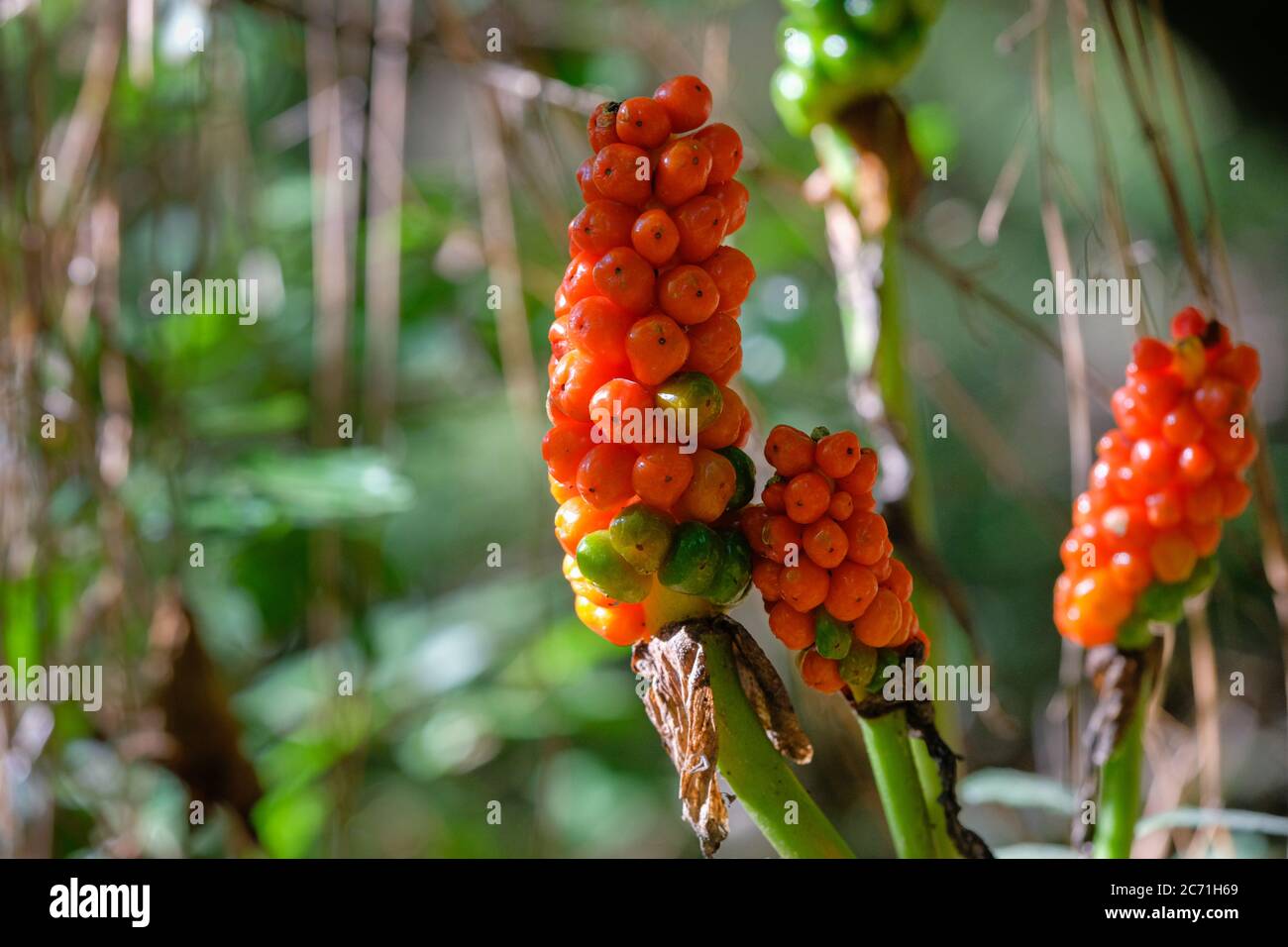 Bacche rosse velenose da arum macchiato, noto anche come erba di vipera Foto Stock