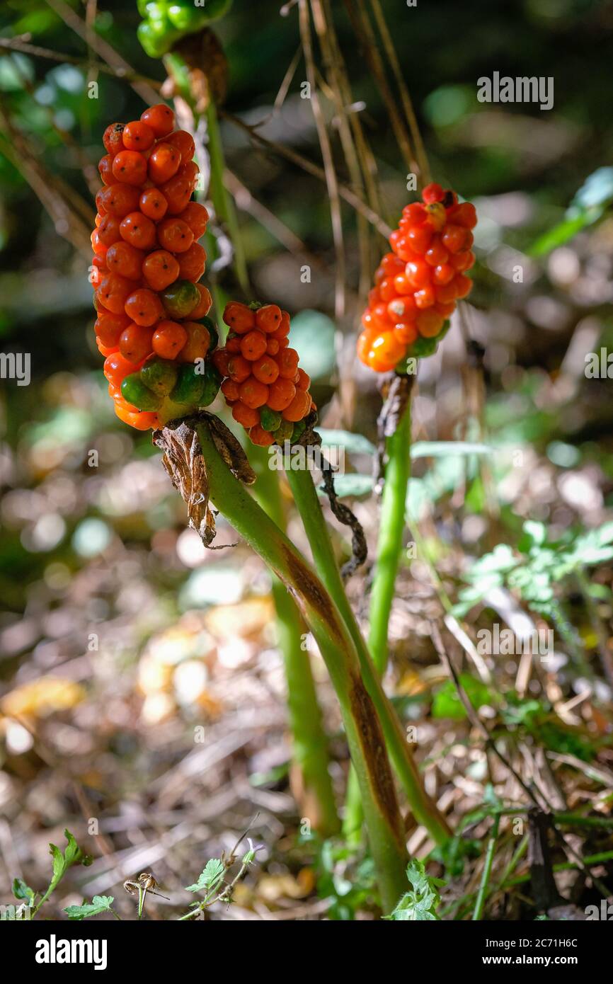 Bacche rosse velenose da arum macchiato, noto anche come erba di vipera Foto Stock