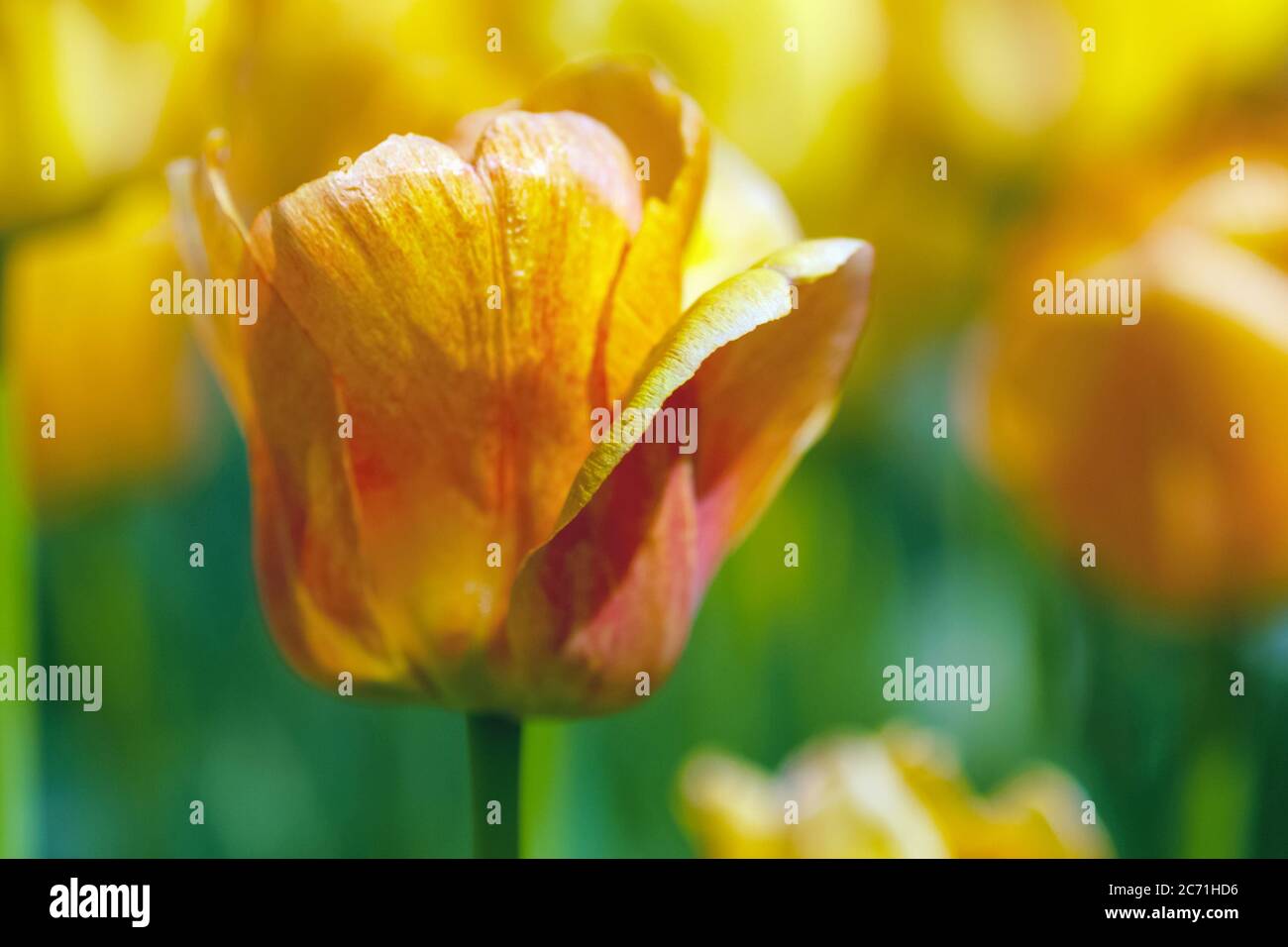tulipani gialli fioriscono in giardino primaverile, primo piano Foto Stock