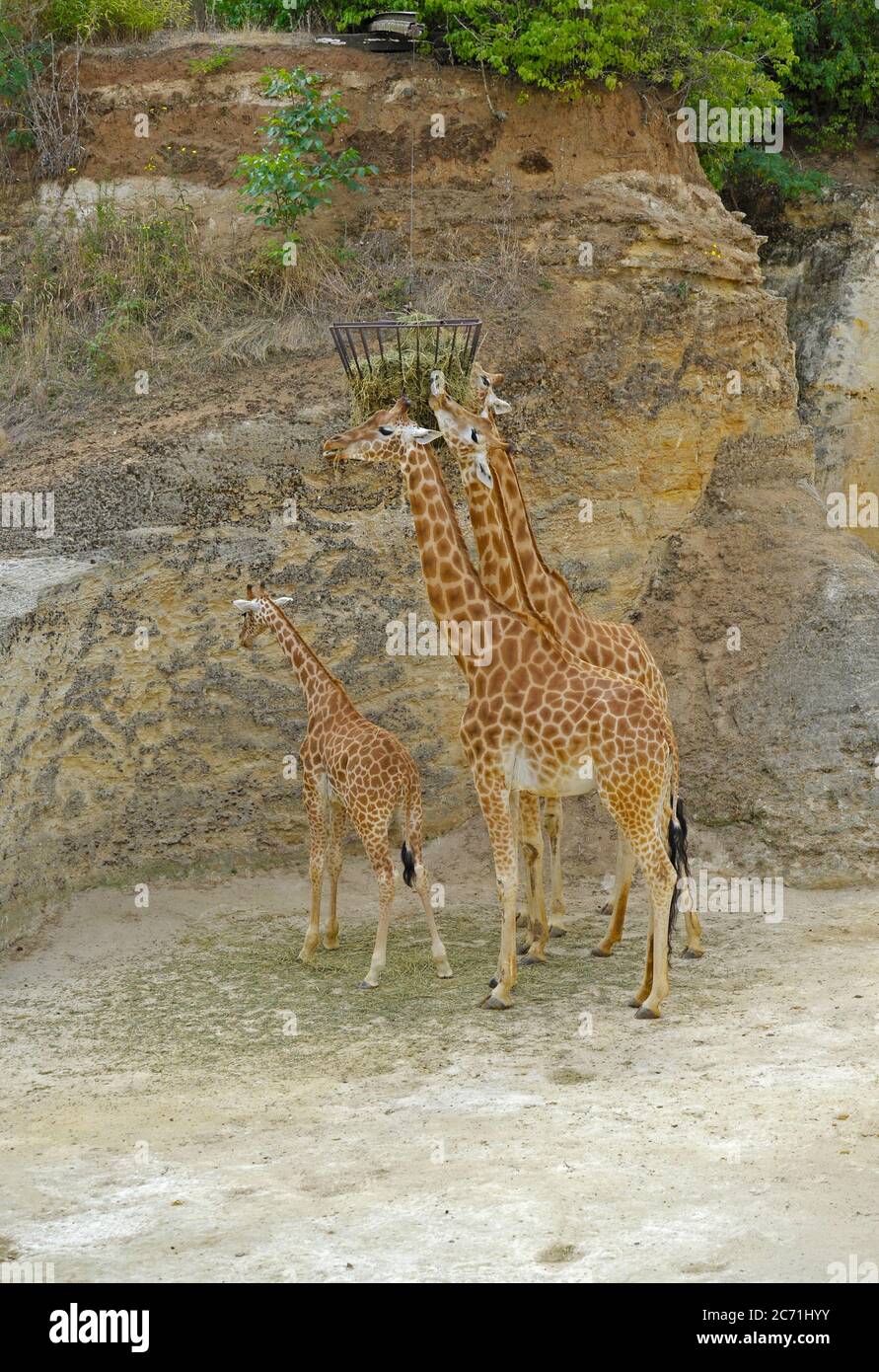 Giraffe al momento di alimentazione Foto Stock