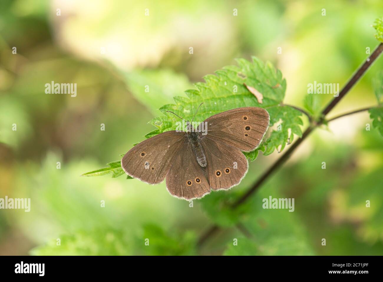 Ringlet (Aphantopus iperantus) che si basa Foto Stock
