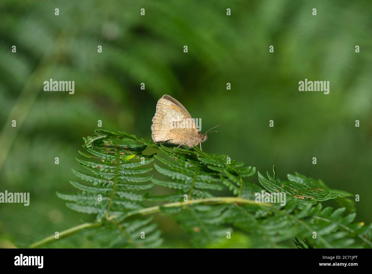 Farfalla marrone prato (Maniola jurtina) a riposo su bracken Foto Stock