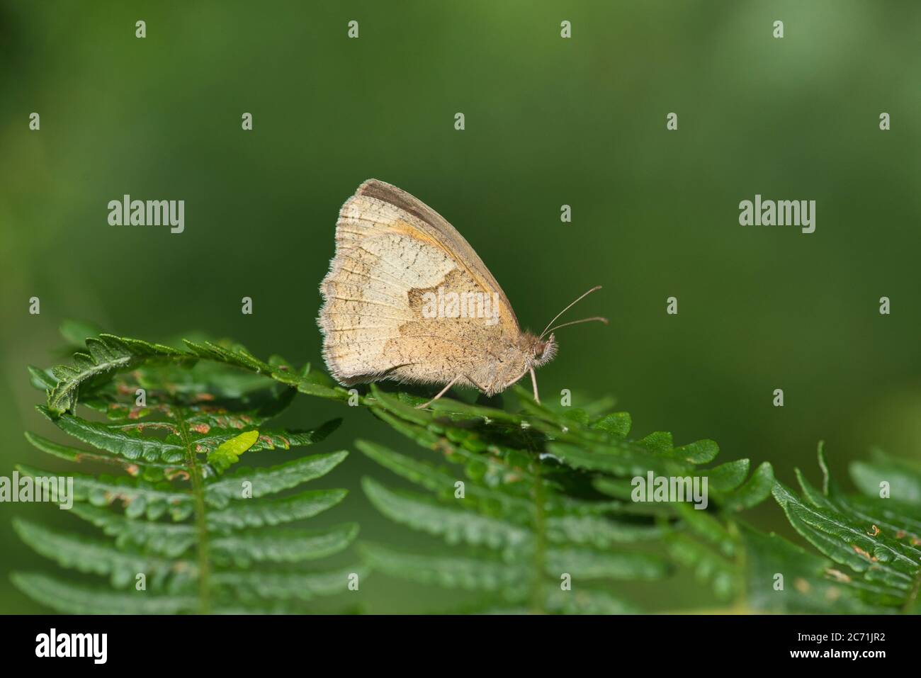 Farfalla marrone prato (Maniola jurtina) a riposo su bracken Foto Stock