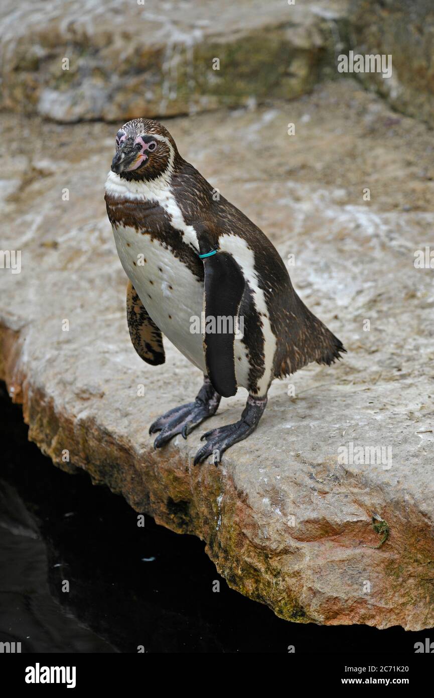 I pinguini Humboldt Foto Stock