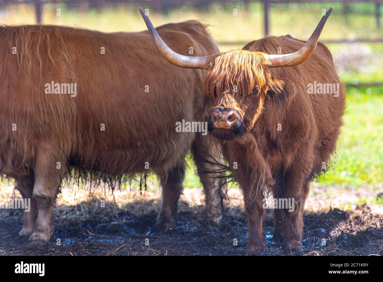 Mucca scozzese in una fattoria, mucca scozzese di highland Foto Stock