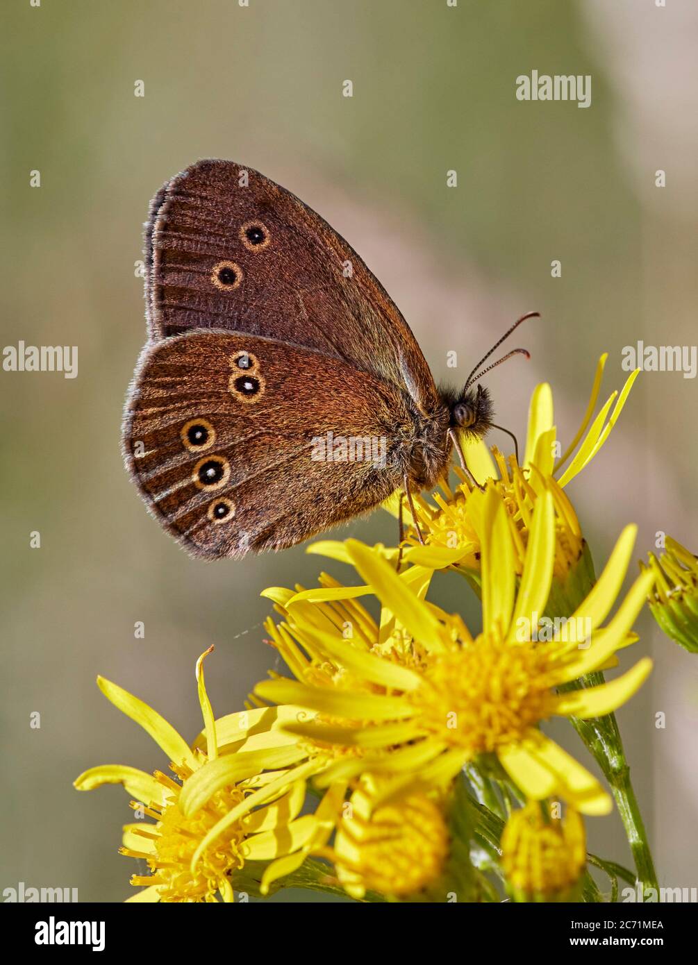 Collarare con ringlet sui fiori di Ragwort. Hurst Meadows, East Molesey, Surrey, Inghilterra. Foto Stock