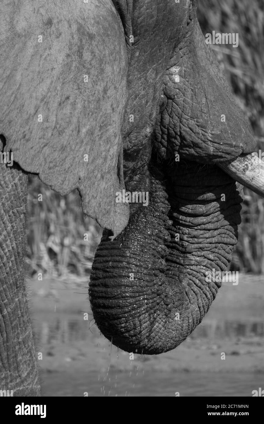 Elephant di bere Foto Stock