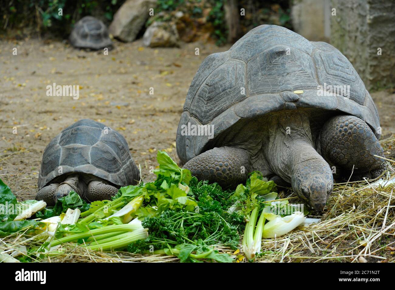 Tartaruga gigante al momento dell'alimentazione Foto Stock