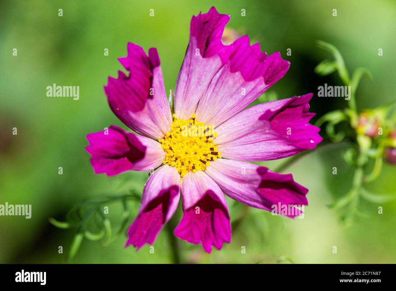 Il fiore di un Cosmo 'conchiglie di mare' Foto Stock