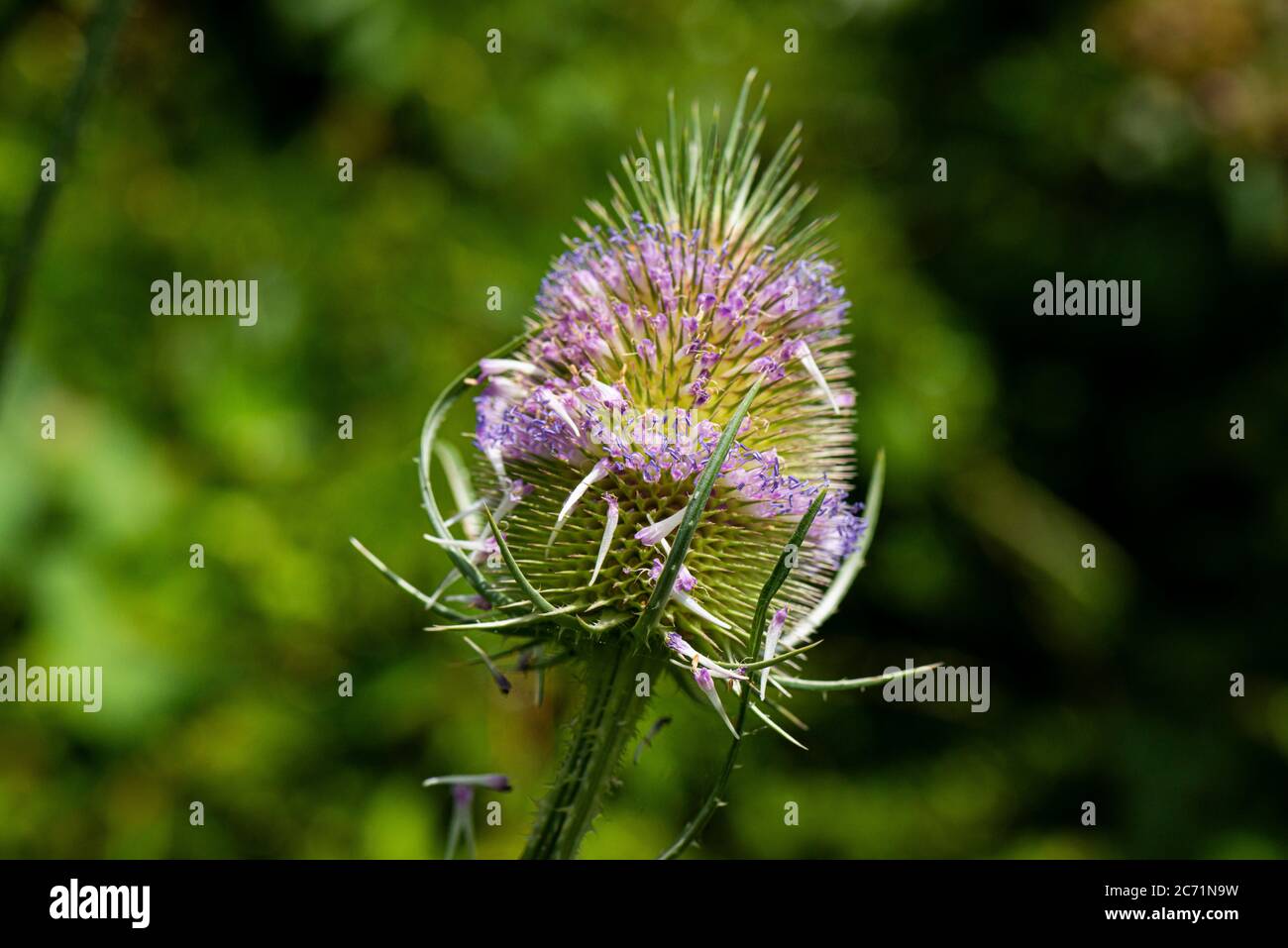 La testa di fiore di un teasel comune (Dipsacus fullonum) Foto Stock