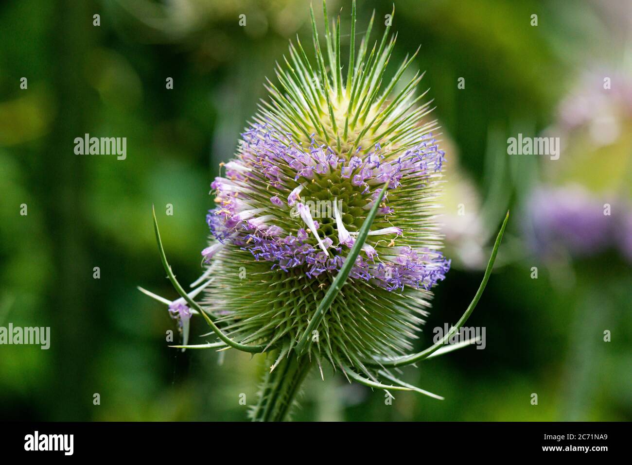 La testa di fiore di un teasel comune (Dipsacus fullonum) Foto Stock