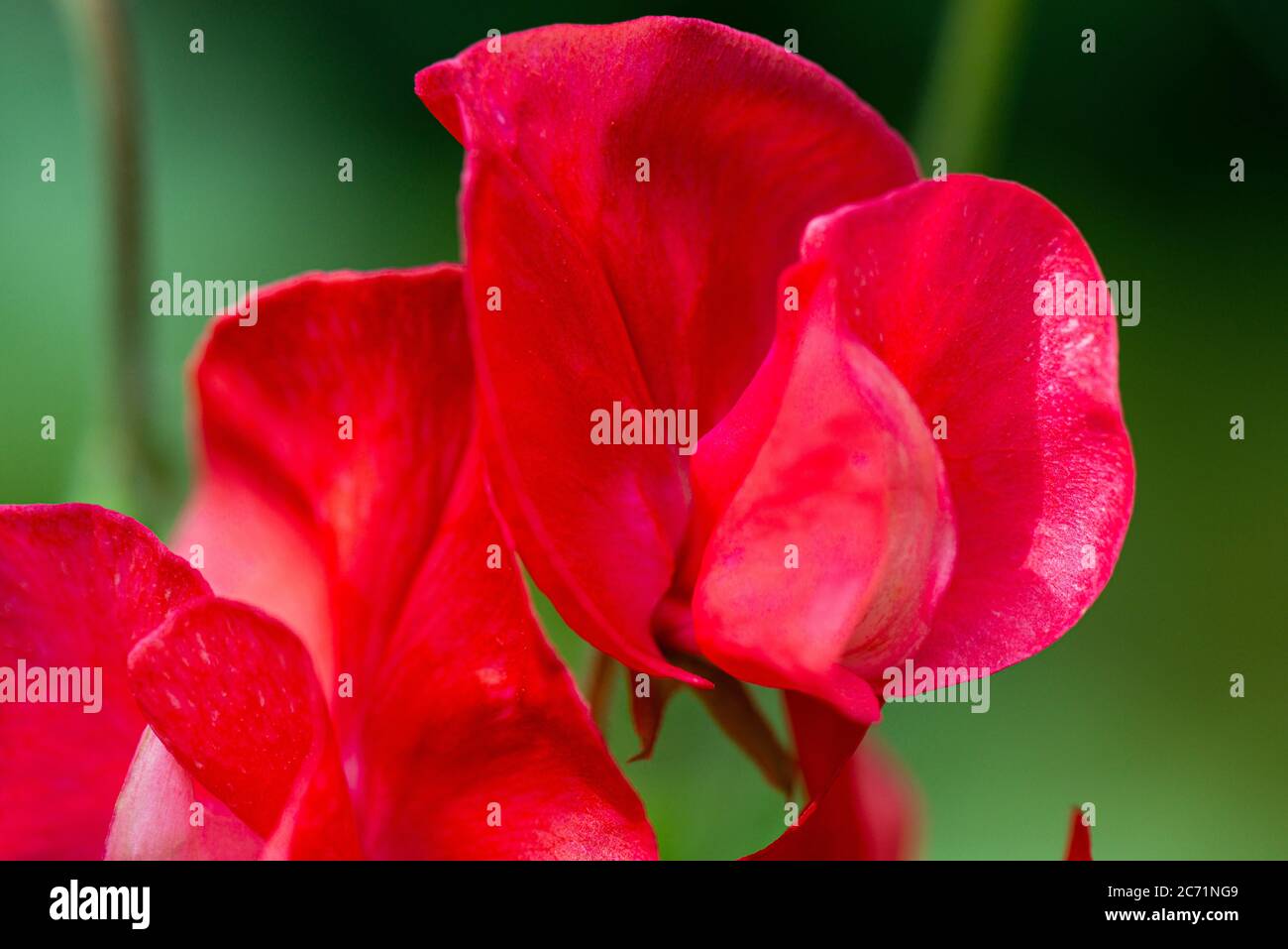 I fiori di pisello dolce Spencer Waved mix (Lathyrus odoratus Spencer WAVE Mixed) Foto Stock