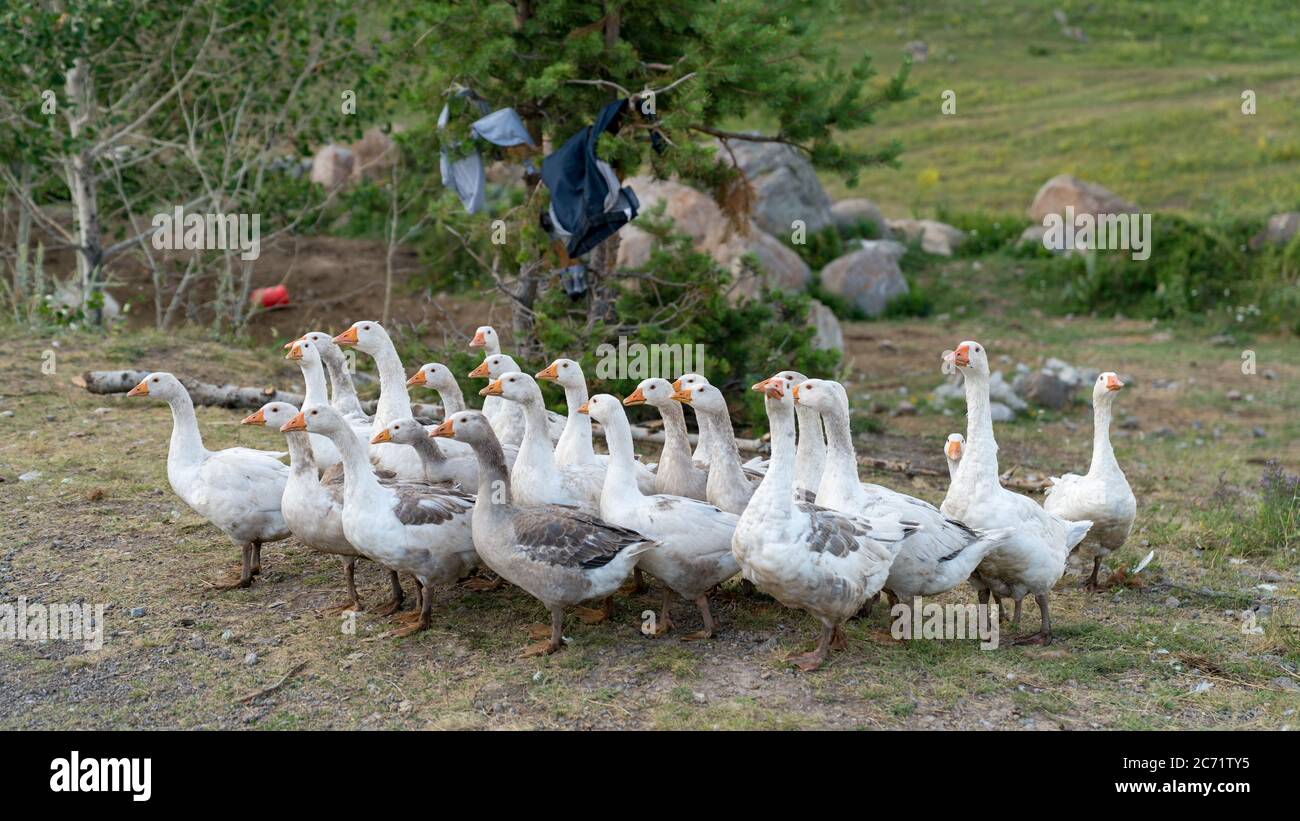 Gruppo di oche domestiche che si chiedono intorno al villaggio Foto Stock