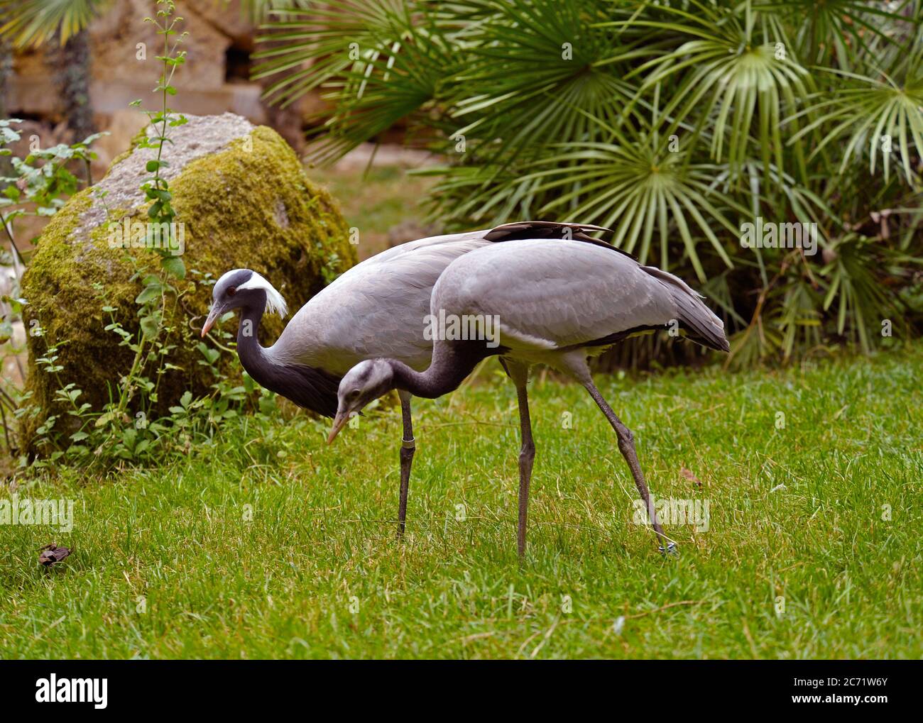 Coppia di Grue Demoiselle Cranes Foto Stock