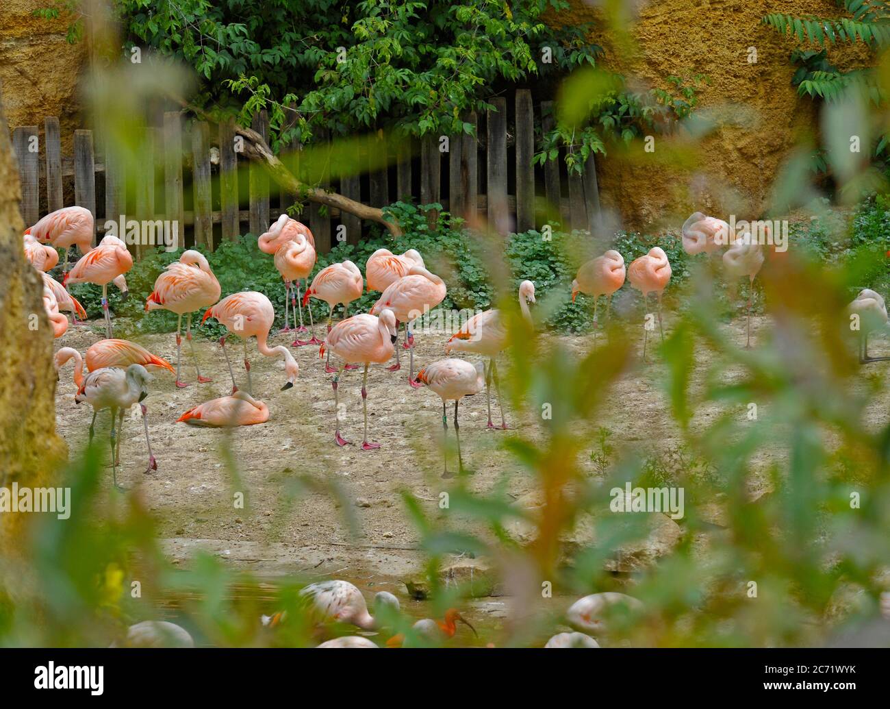 Fenicotteri Foto Stock