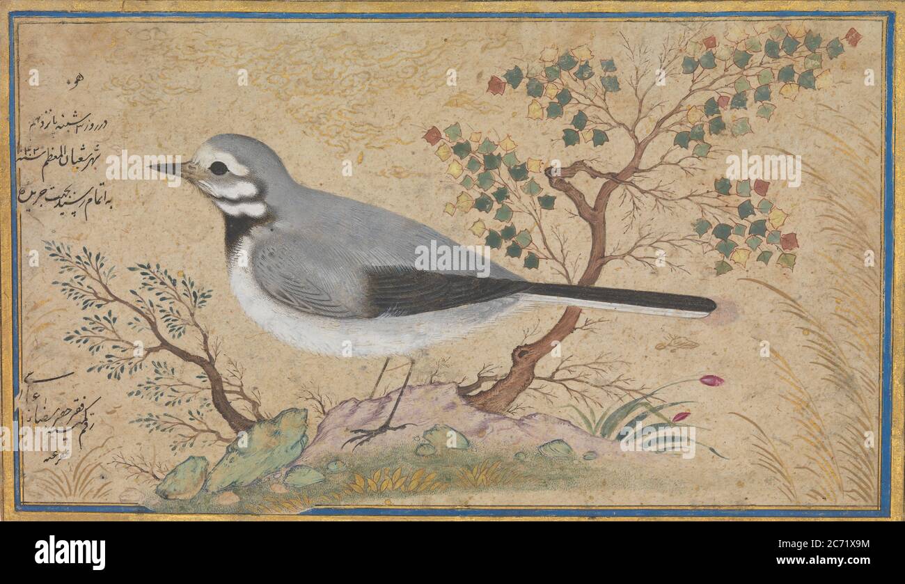 Studio di un uccello, datato A.H. 1043/A.D. 1634. Foto Stock Studio di un uccello, datato A.H. 1043/A.D. 1634. Foto Stock