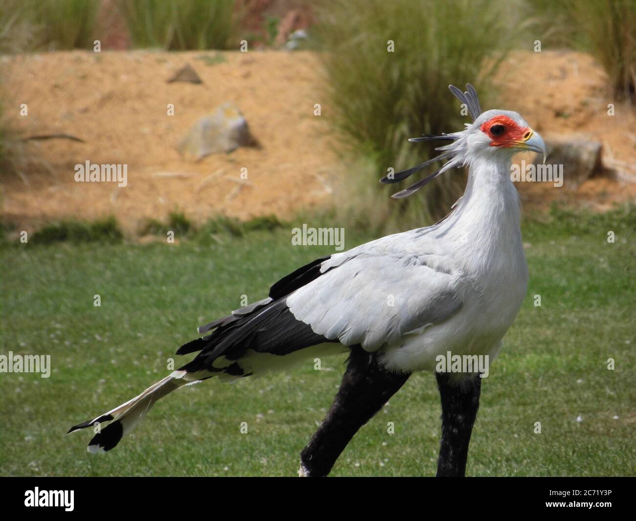 Il Segretario Bird al conservatorio Hawk Foto Stock