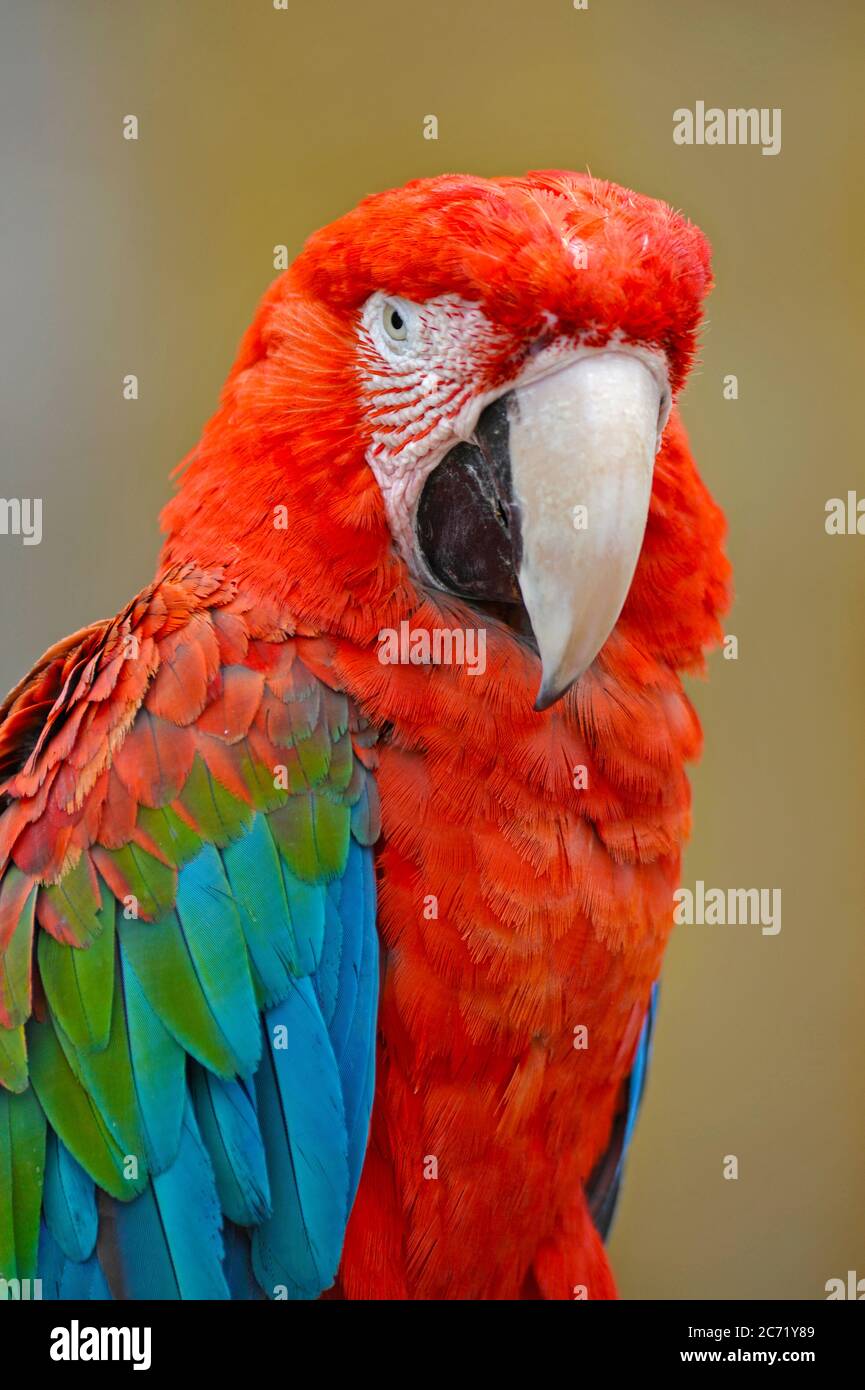 Pappagallo scarlatto Macaw Foto Stock