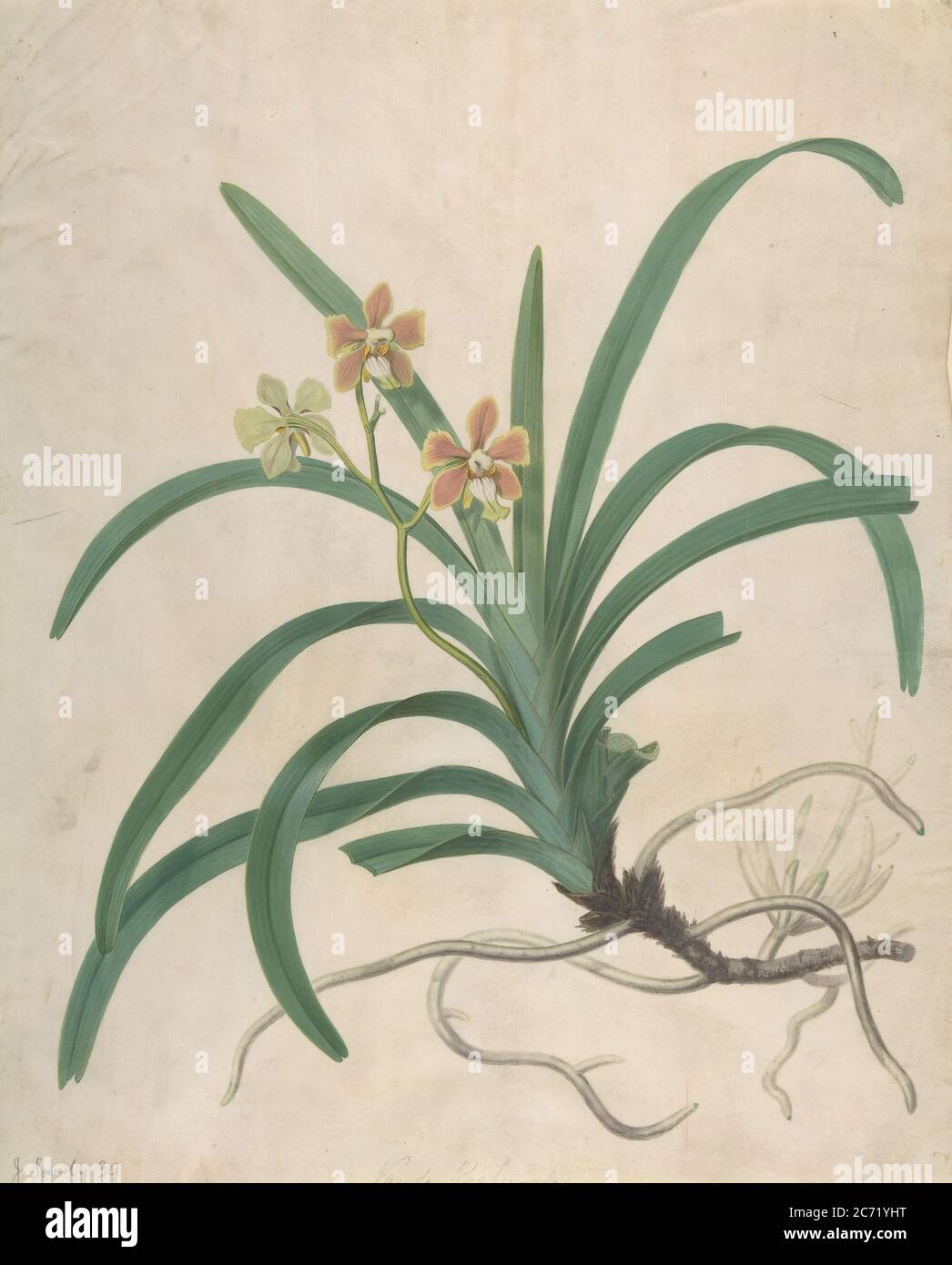 Studio di un'orchidea, "Vanda Roxburgia", prima del 1822. Foto Stock