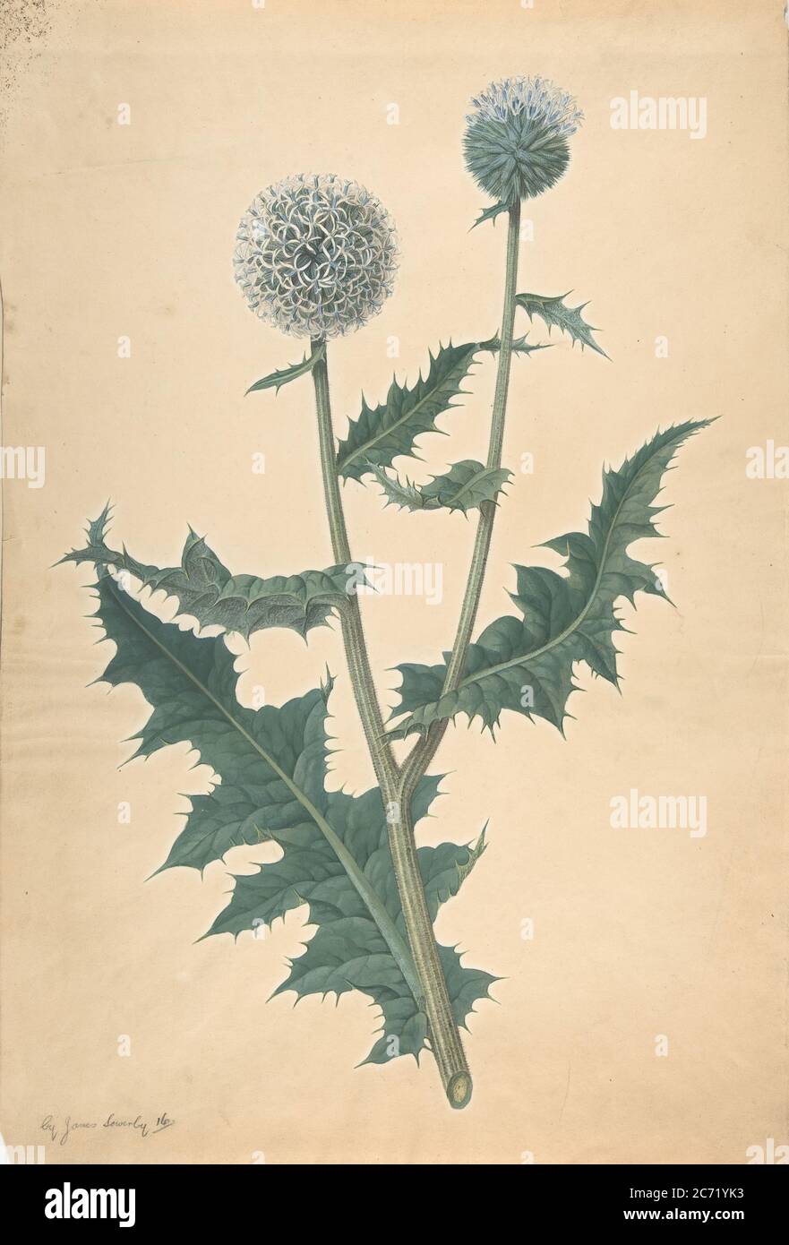 Studio di un Thistle, prima del 1822. Foto Stock