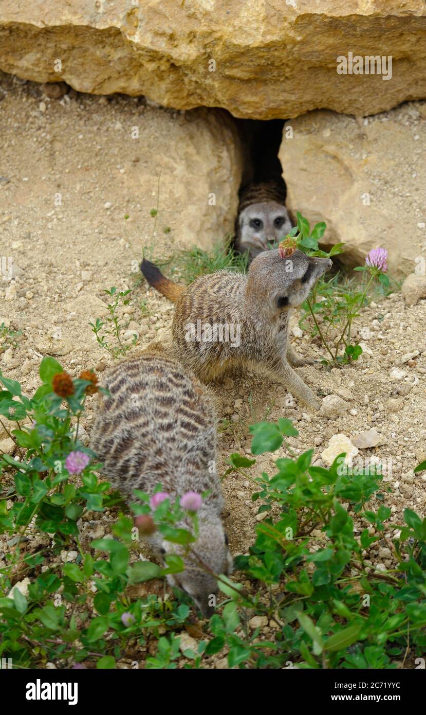 Meerkat Foto Stock