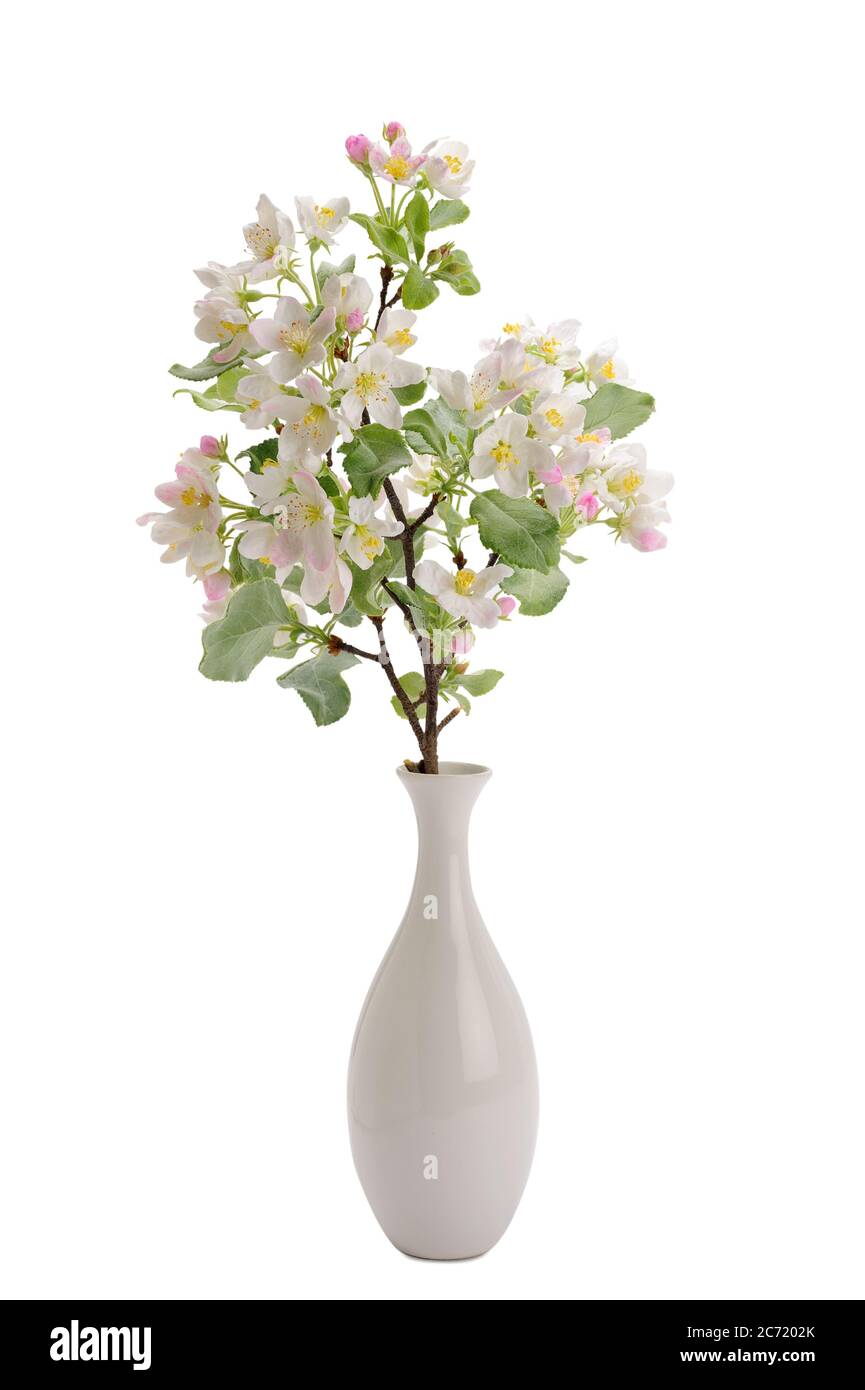 ramo di fiori di mela in fiore in un vaso Foto Stock
