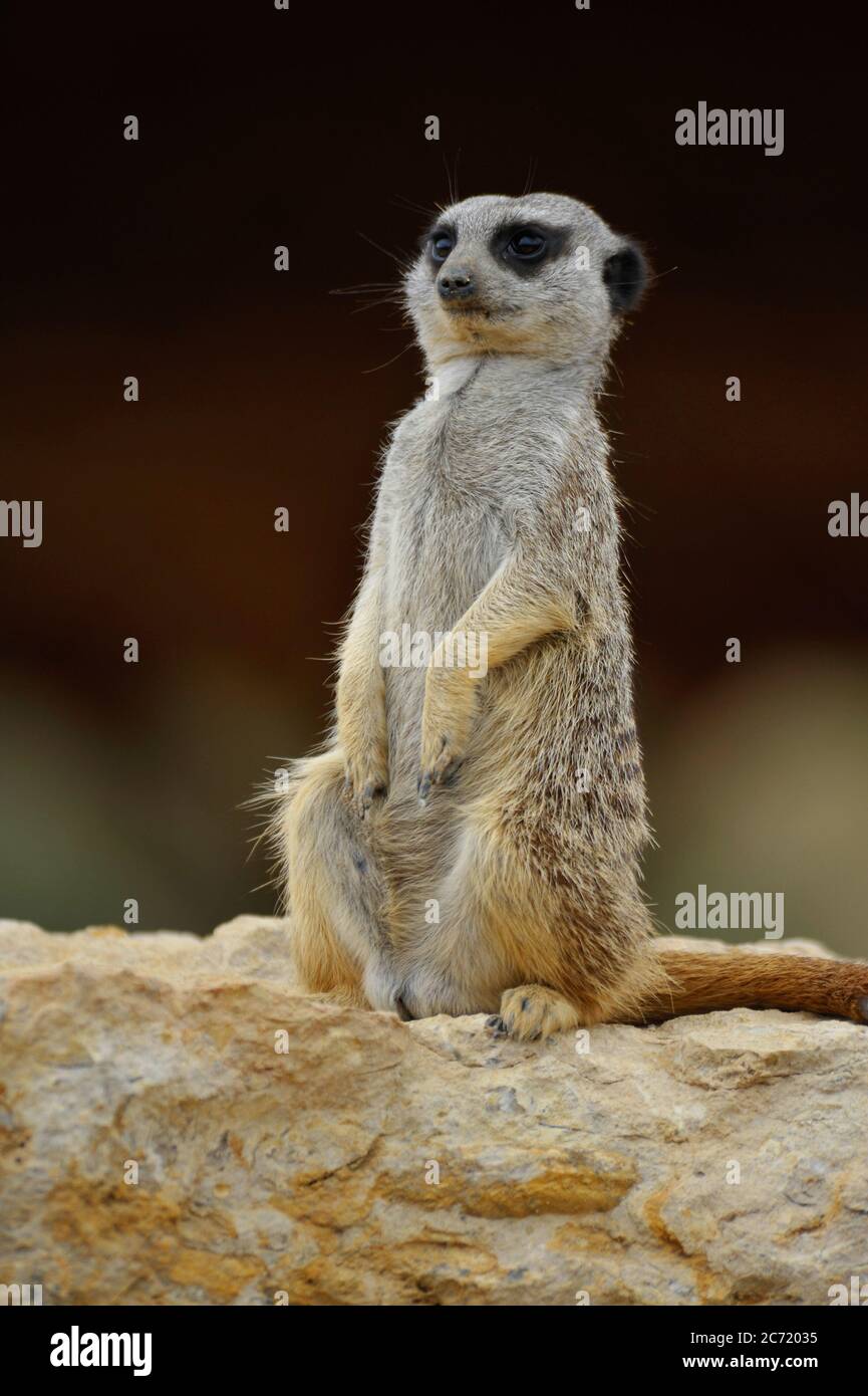 Meerkat Foto Stock