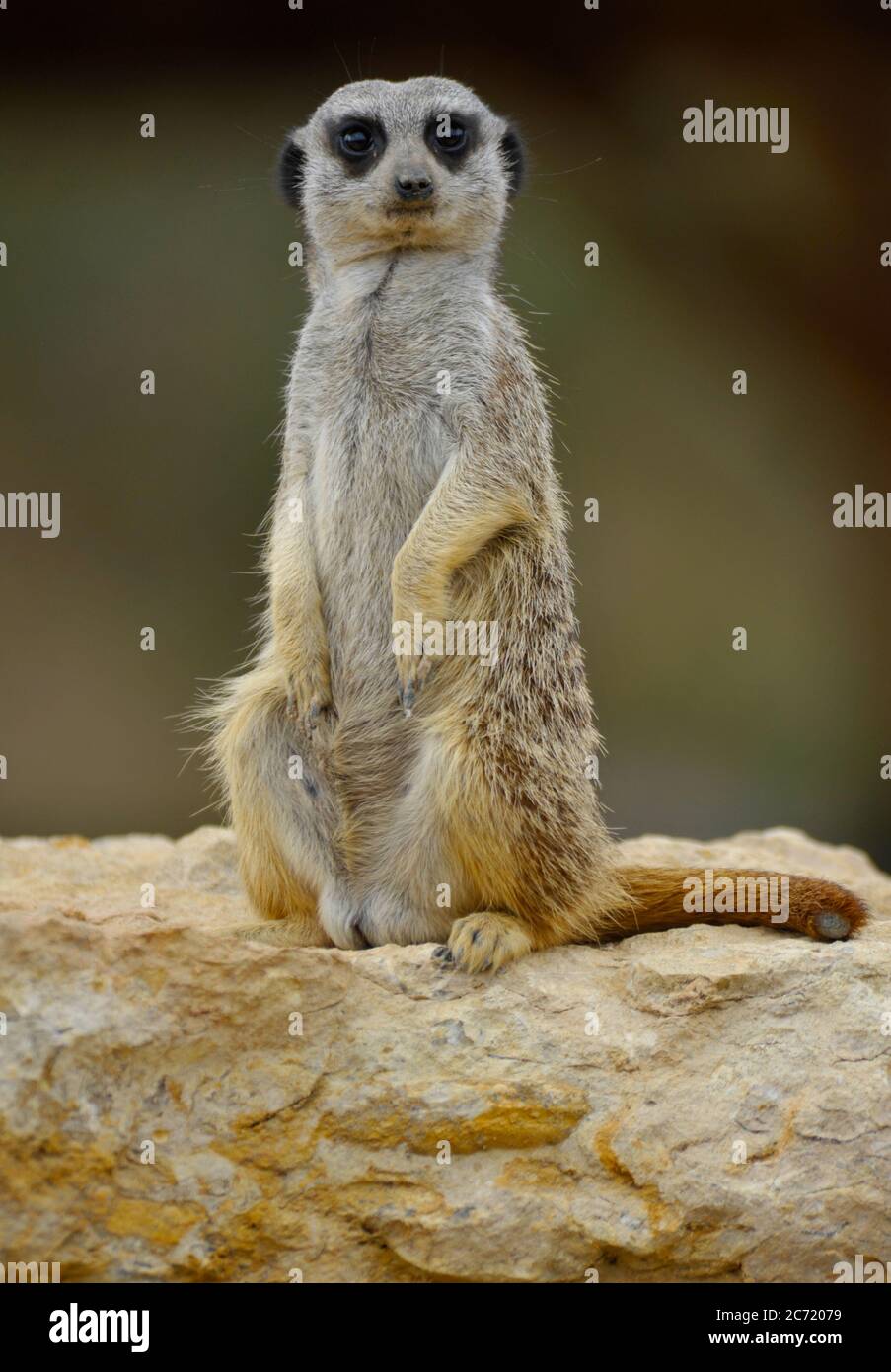 Meerkat Foto Stock