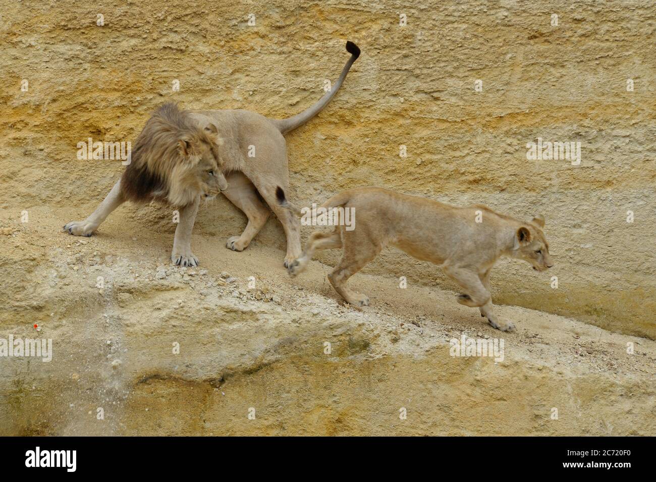 Leone e leonessa Foto Stock