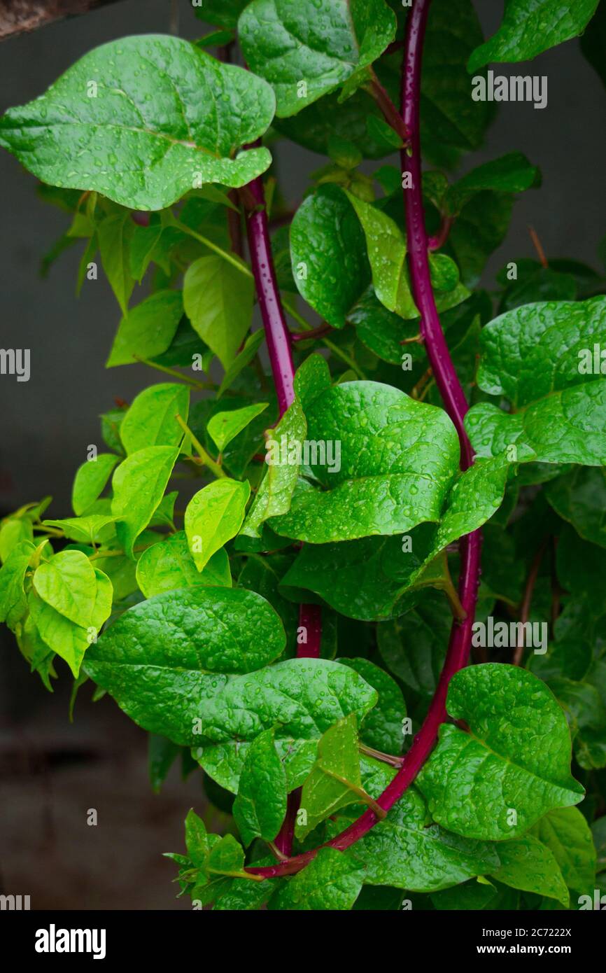 Lo Spinacio Di Ceylon Al Servizio Della Salute Della Pelle - Kosmetica - Foto 2