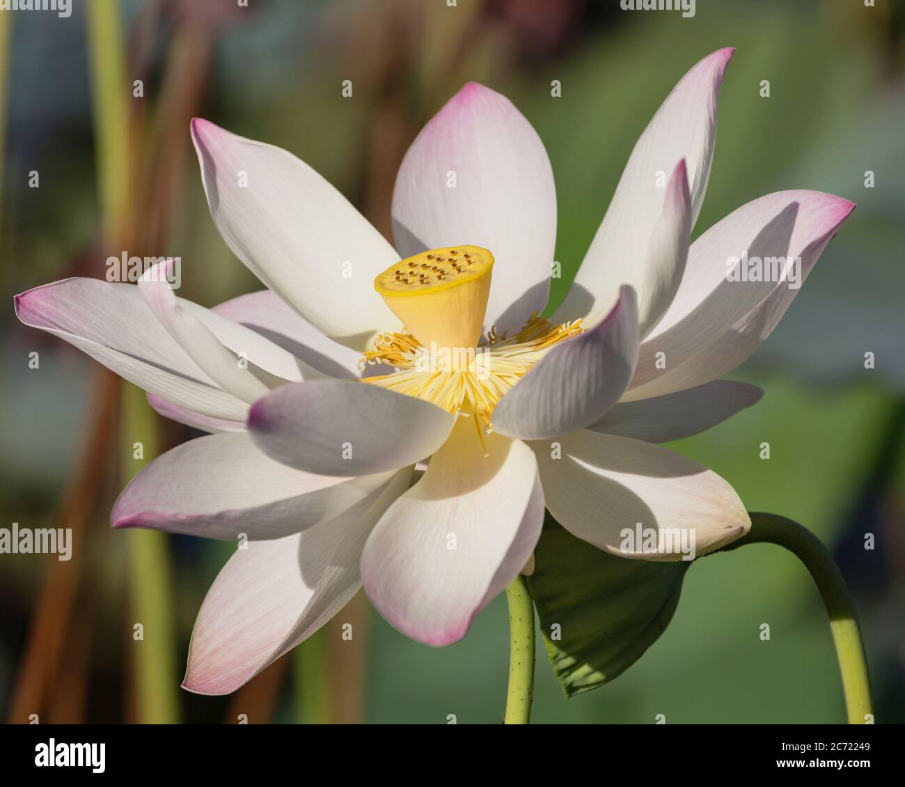 Guyana, Regione Demerara-Maharica, Georgetown, fiore di loto, Nelumbo nucifera, nei Giardini Botanici. Il fiore di loto proviene originariamente dall'India ed è considerato sacro agli indù e ai buddisti. Foto Stock