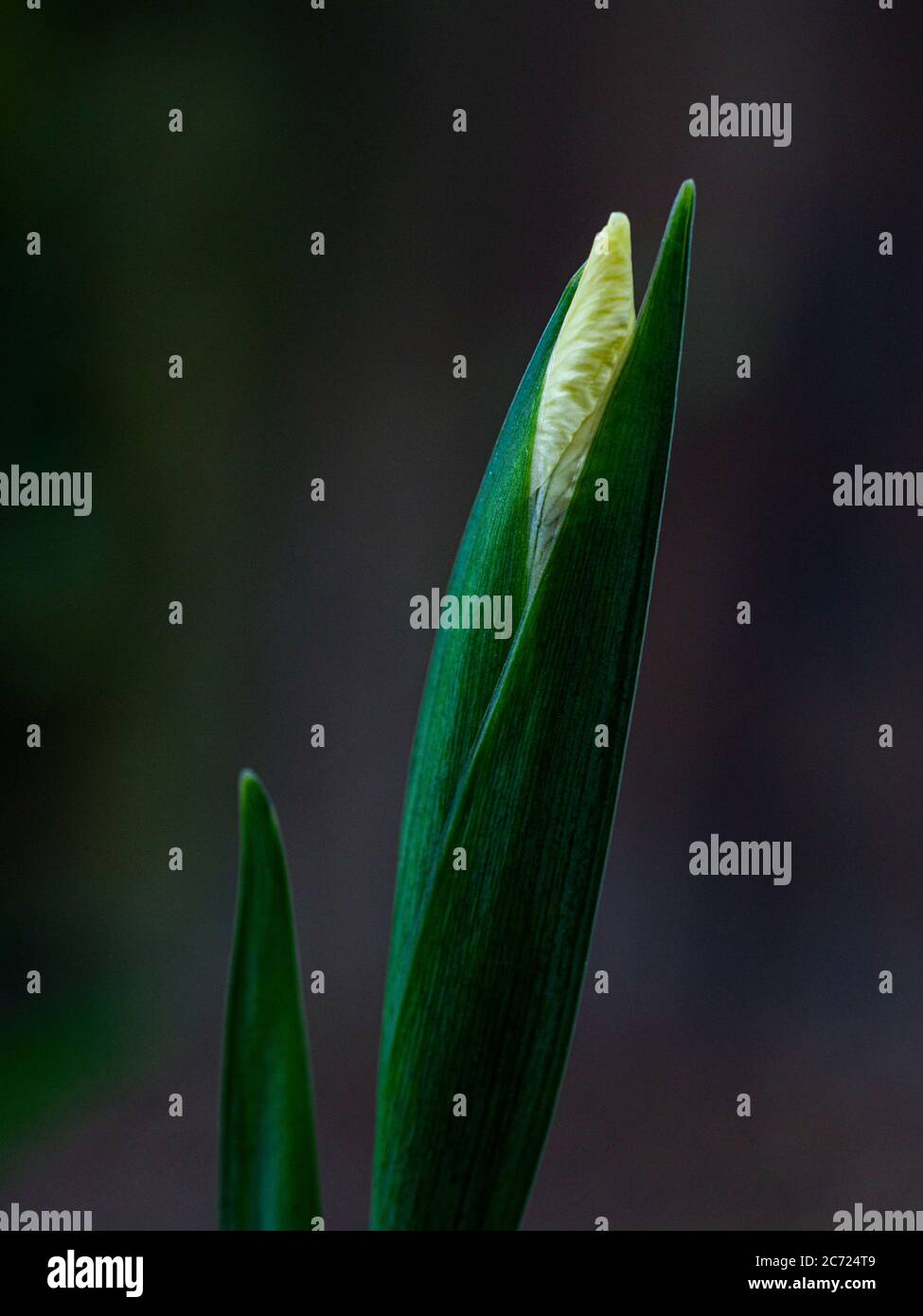 Primo piano di giallo tinto fiore di iris foetisima circa a fiorire attraverso le sue foglie verde scuro Foto Stock
