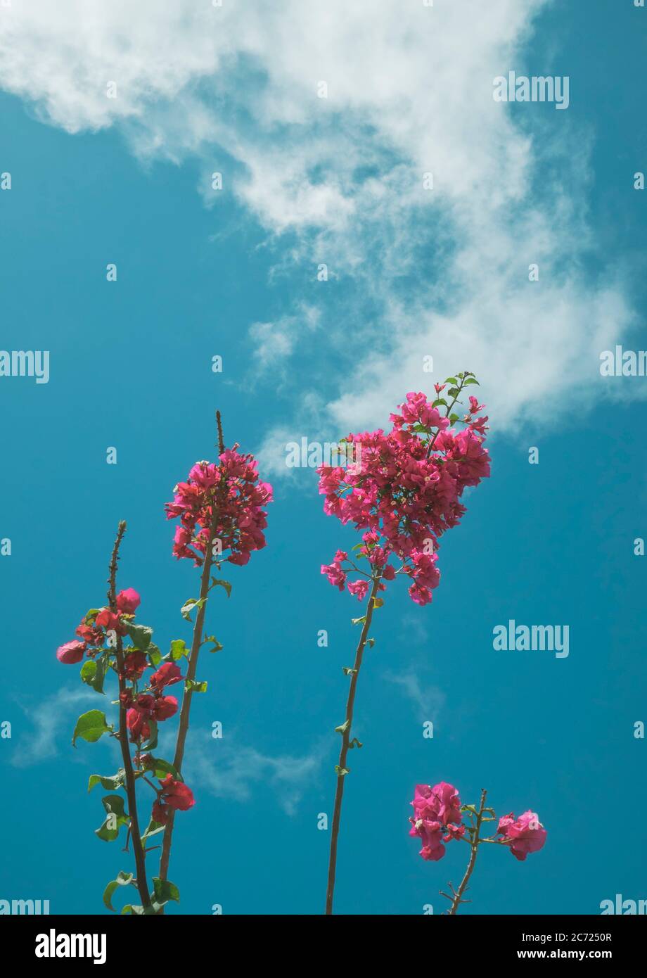 Fiori rosa su gambo di pianta contro un cielo blu desaturato Foto Stock