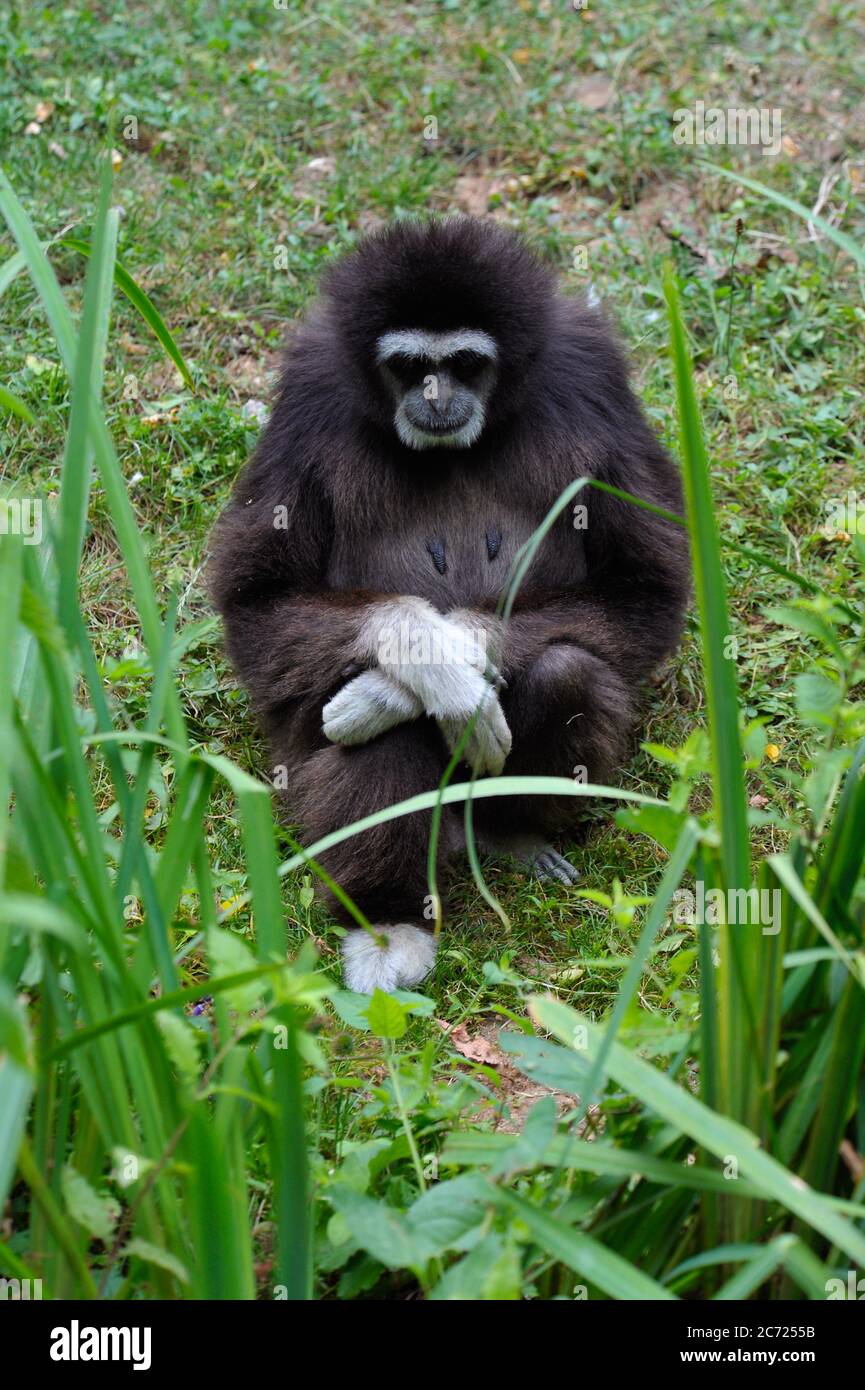 Spider monkey Foto Stock