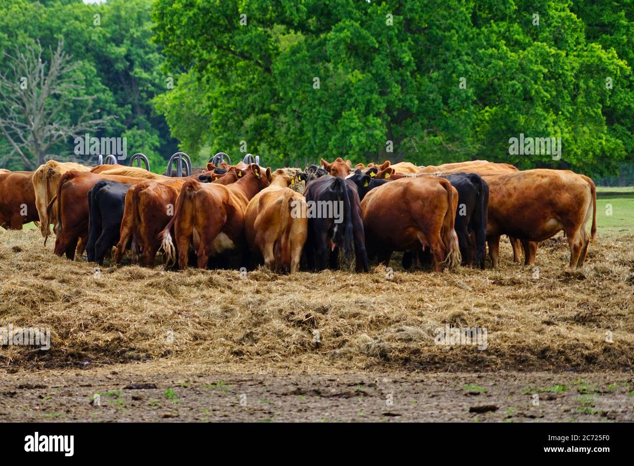 mandria di bestiame bovino alla stazione di alimentazione che rimane sul fieno dalla parte posteriore Foto Stock
