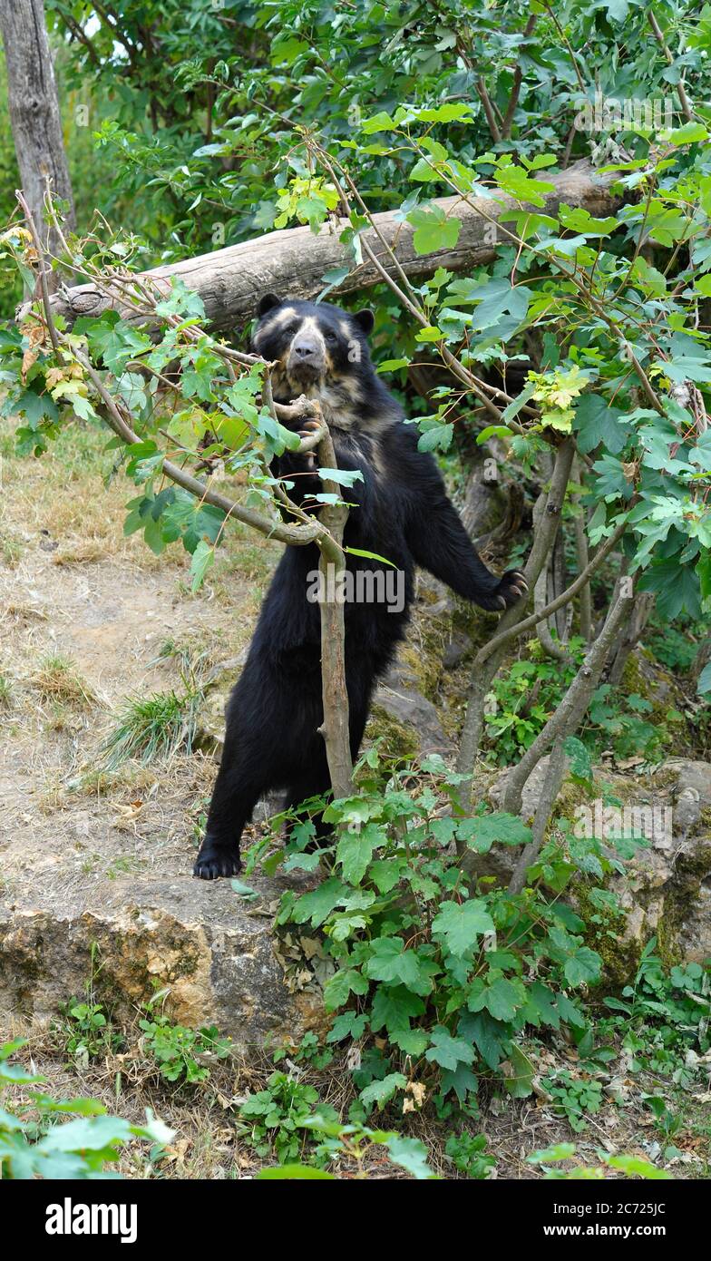 Orso dagli occhiali Foto Stock