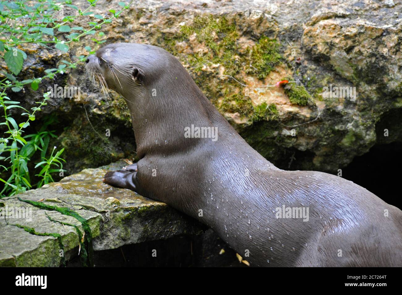 Lontra di fiume gigante Foto Stock