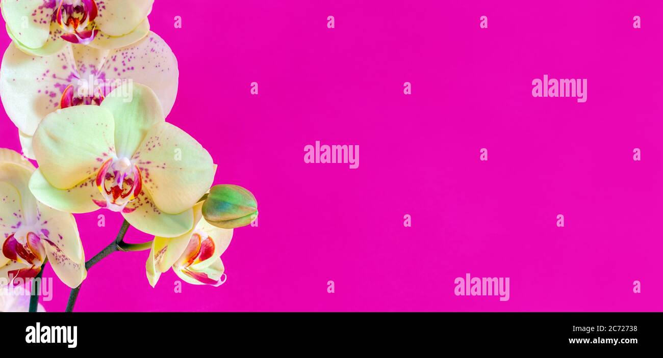 orchidea gialla su sfondo rosa magenta brillante, banner fiore largo con posto per il testo Foto Stock