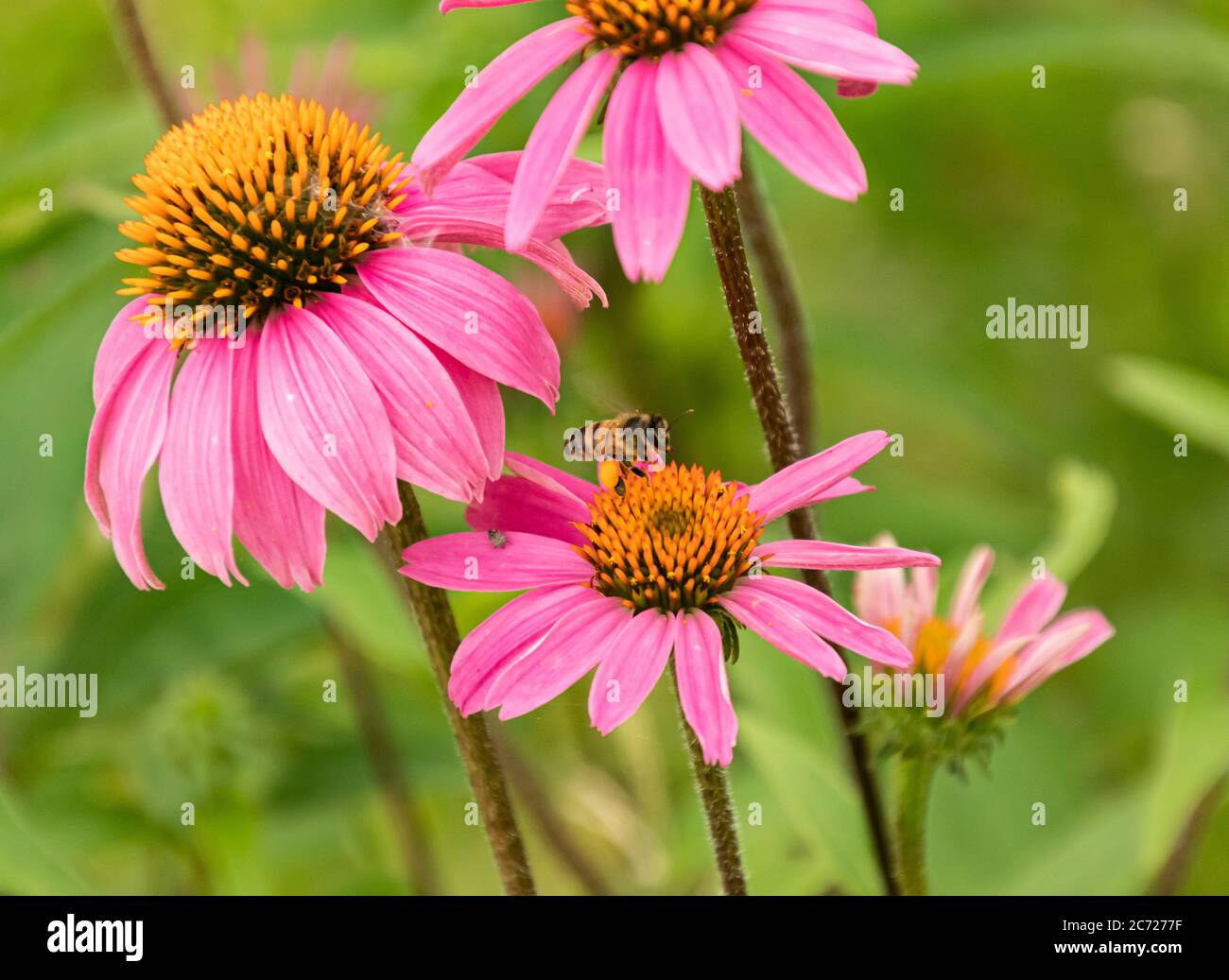 Primo piano di un'ape su un fiore all'aperto viola in un giardino Foto Stock