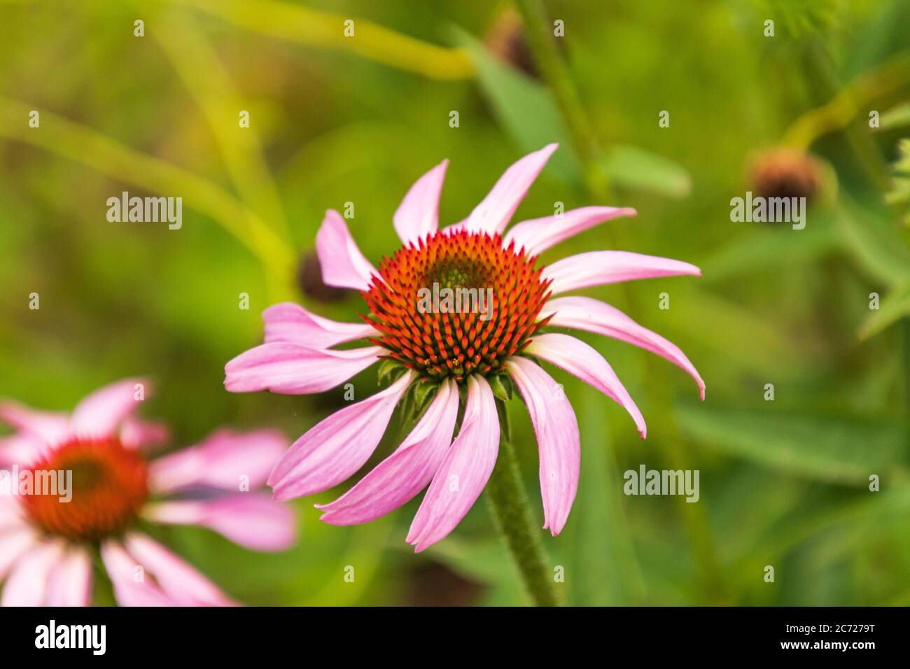 Primo piano di un violino Coneflower in un giardino Foto Stock