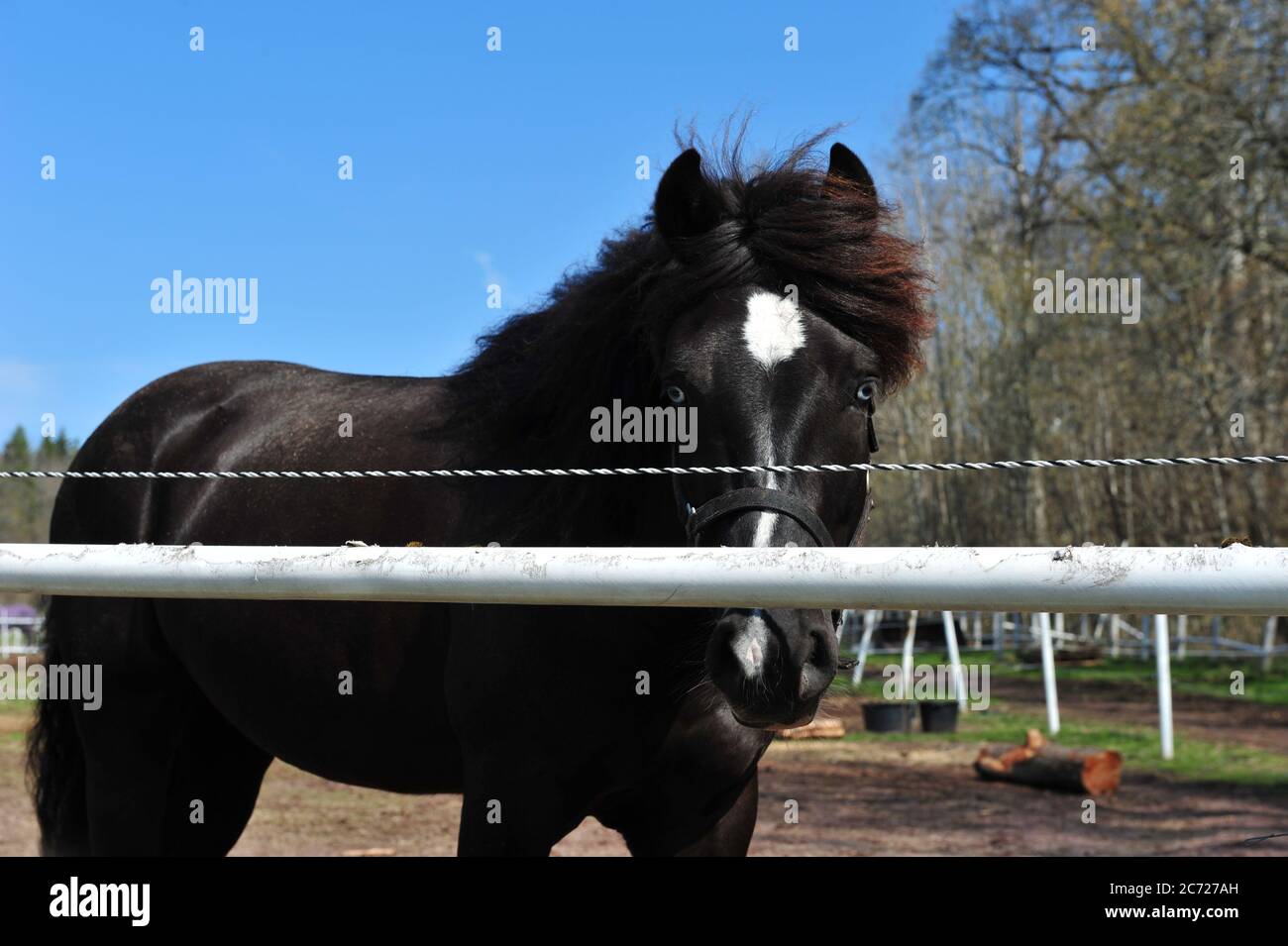 Cavallo dagli occhi blu che si stende da dietro la recinzione. Cavallo nero in giornata di sole. Foto orizzontale con spazio per la copia nella parte superiore. Foto Stock