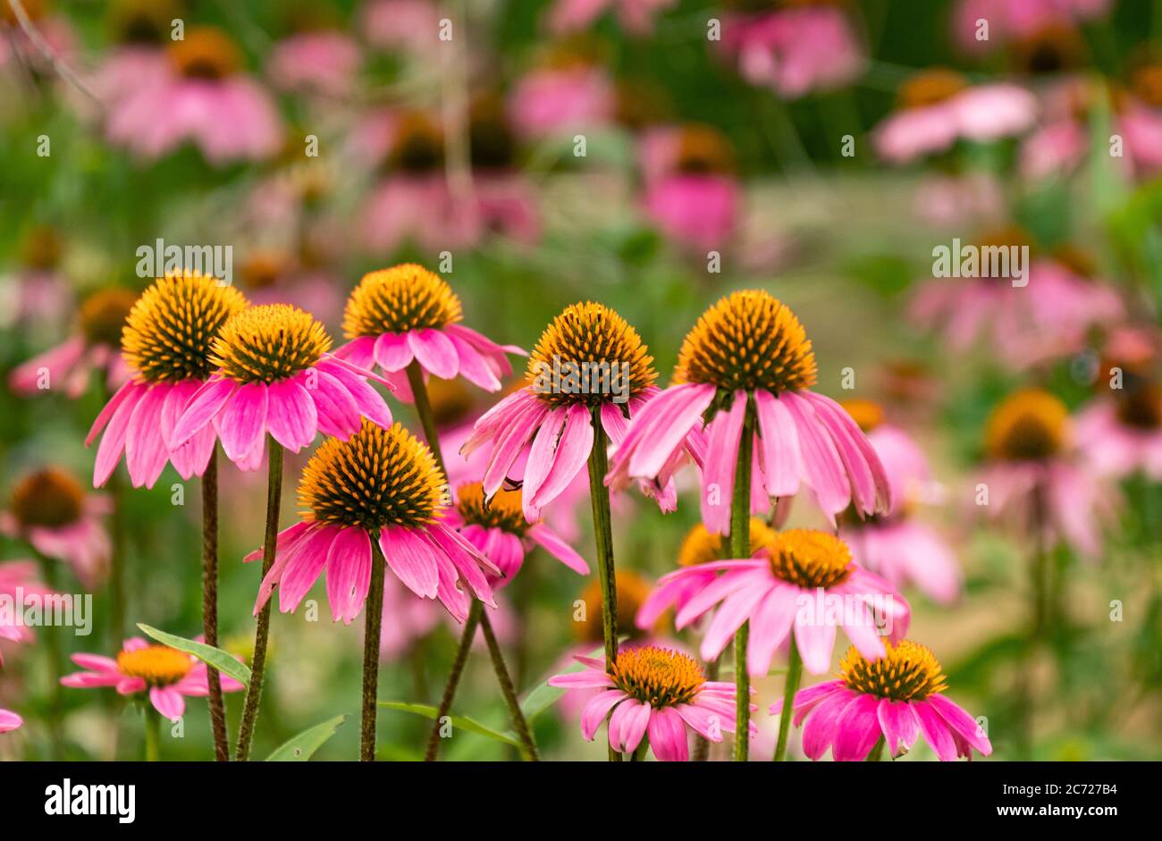 Primo piano di un mazzo di fiori viola in un giardino Foto Stock
